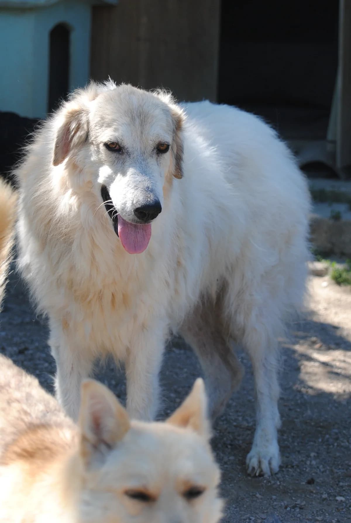 Fiocco, male 6yo Mixed Breed for adoption at Hundehilfe Mariechen, Stadtsteinach