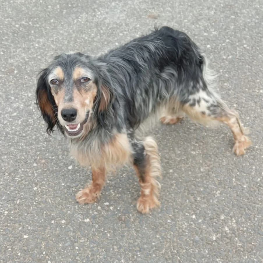 Fiona, female 4yo English Setter for adoption at Hundehilfe Mariechen, Stadtsteinach