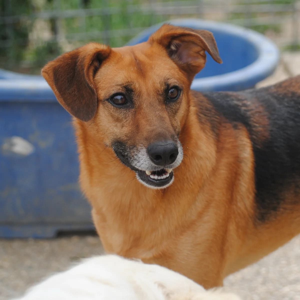 Flash, male 4yo German Shepherd for adoption at Hundehilfe Mariechen, Stadtsteinach