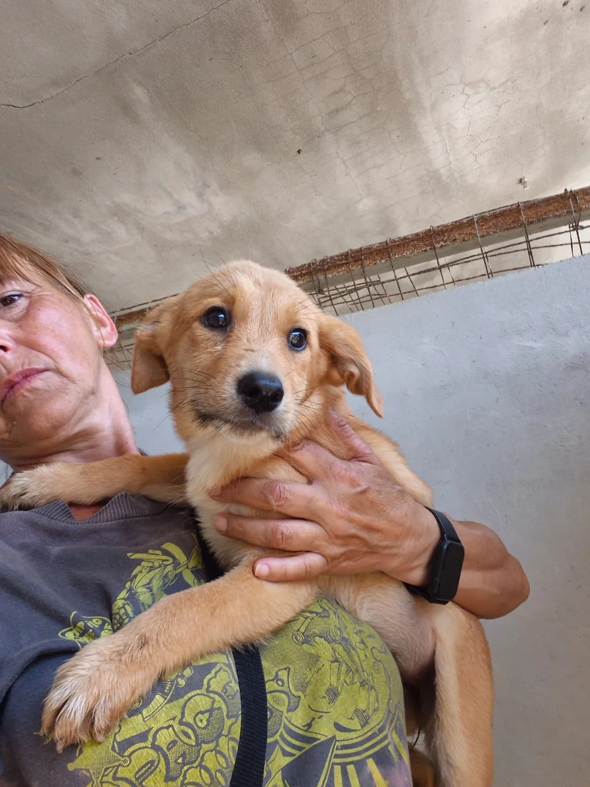 Folaga, female young Mixed Breed for adoption at Hundehilfe Mariechen, Stadtsteinach