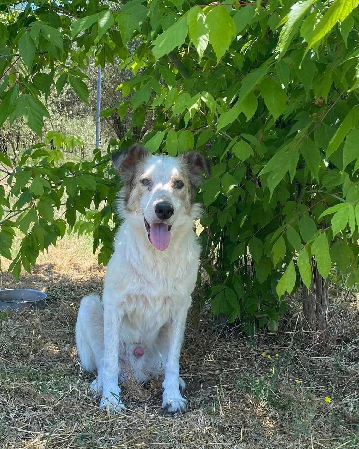 Fortunato, male 7yo Mixed Breed for adoption at Hundehilfe Mariechen, Stadtsteinach