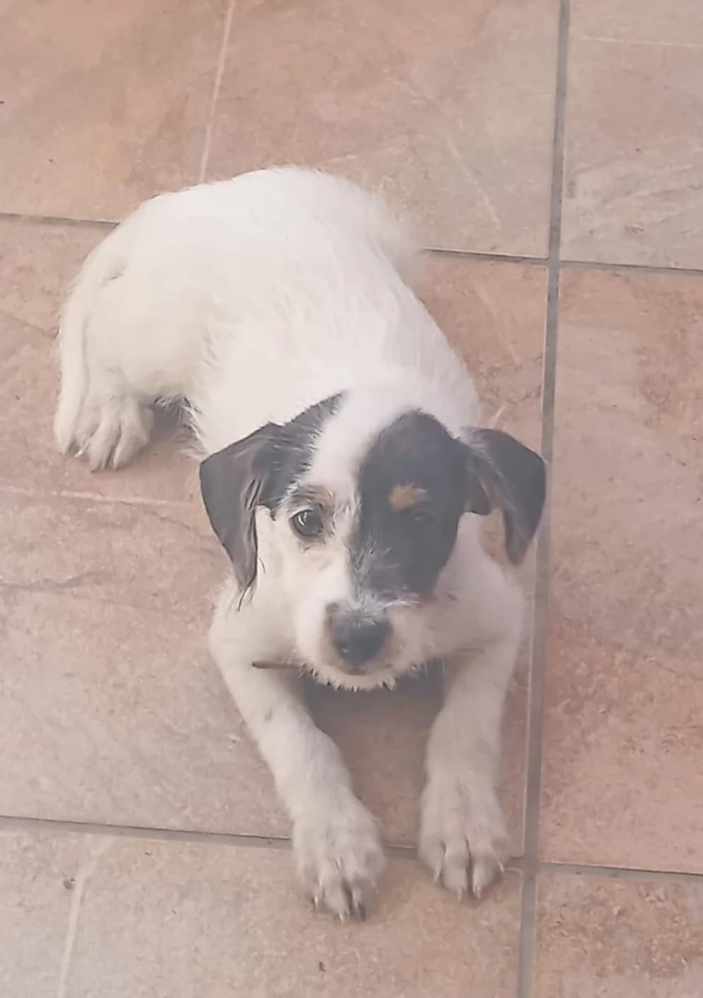 Franzi, female puppy Mixed Breed for adoption at Hundehilfe Mariechen, Stadtsteinach