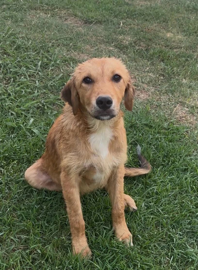 Gemma, female puppy Mixed Breed for adoption at Hundehilfe Mariechen, Stadtsteinach