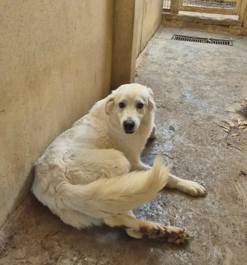 Gianduia, female 5yo Mixed Breed for adoption at Hundehilfe Mariechen, Stadtsteinach
