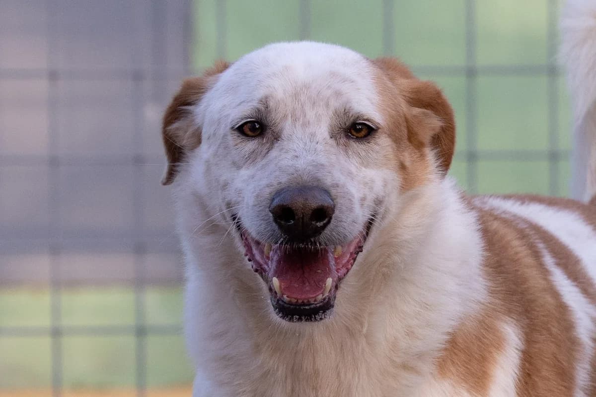 Gianluca, male senior Mixed Breed for adoption at Hundehilfe Mariechen, Stadtsteinach
