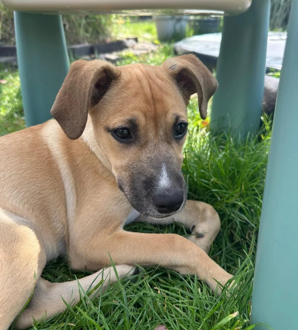Gianna, female puppy Mixed Breed for adoption at Hundehilfe Mariechen, Stadtsteinach