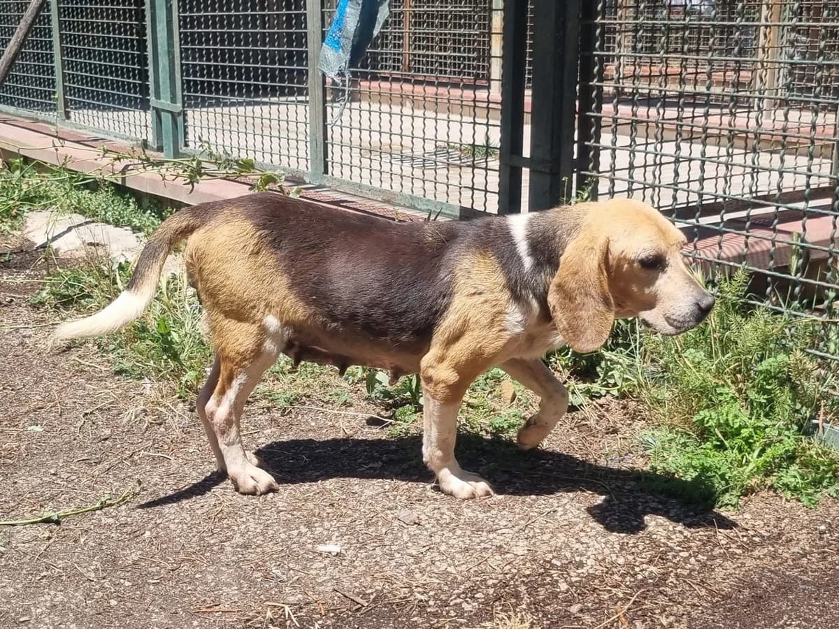 Gina, female 7yo Beagle for adoption at Hundehilfe Mariechen, Stadtsteinach