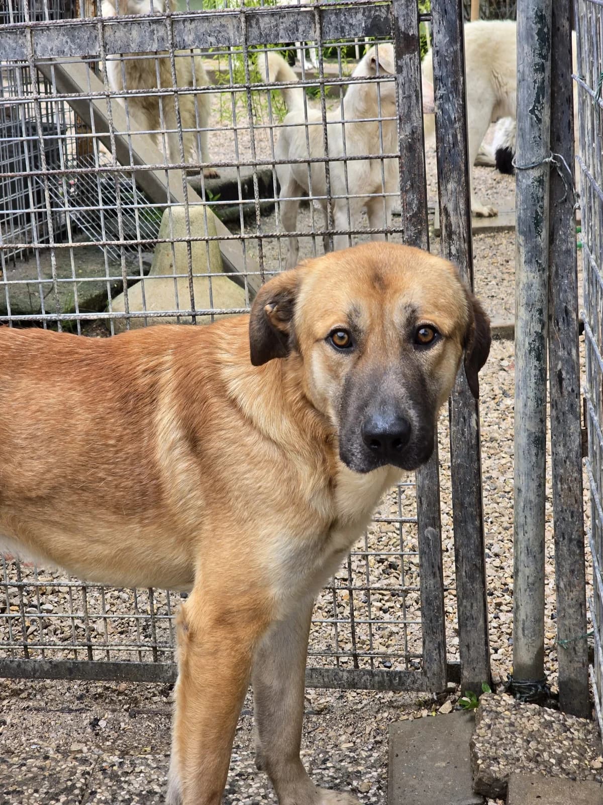 Giotto, male young Mixed Breed for adoption at Hundehilfe Mariechen, Stadtsteinach