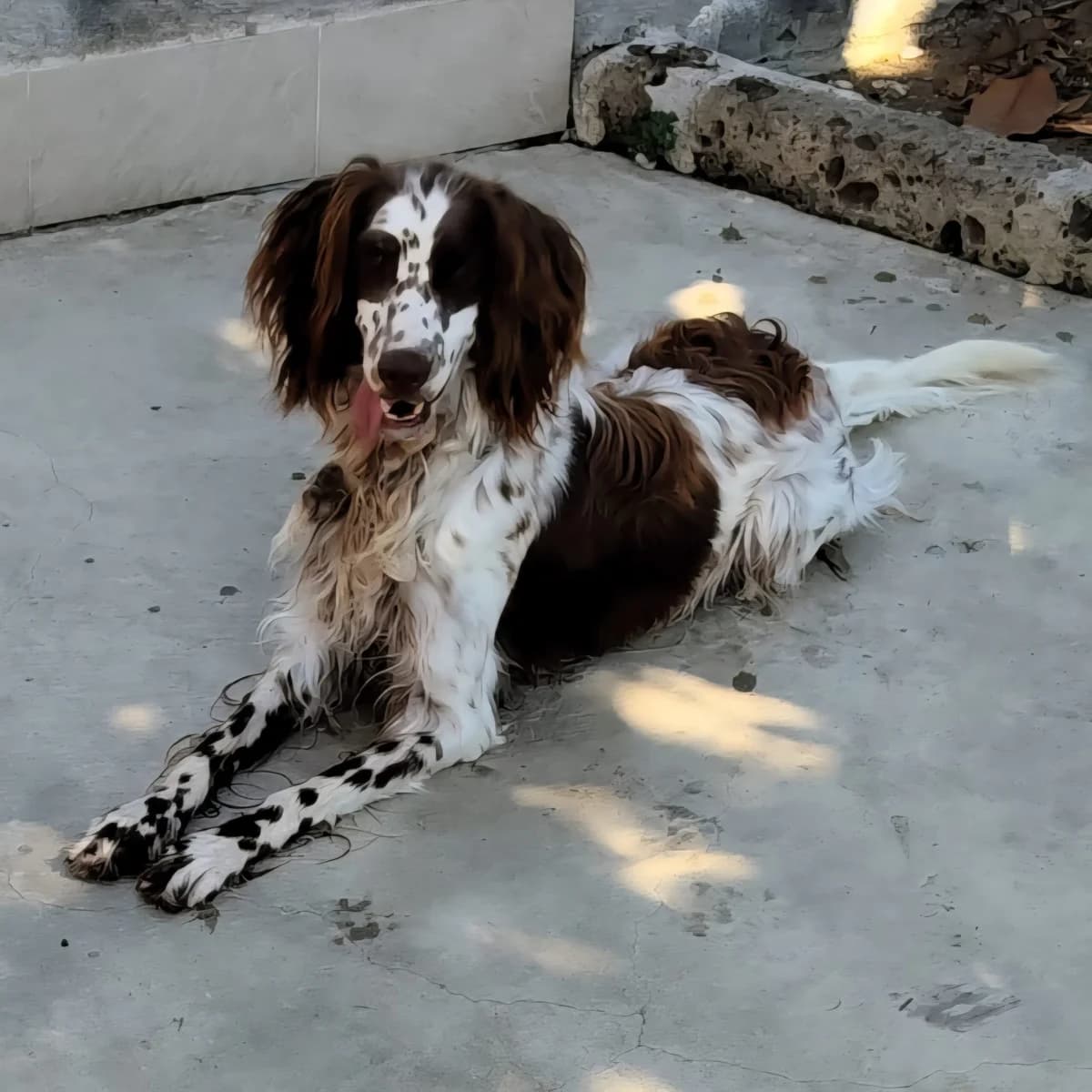 Graziella, female young English Setter for adoption at Hundehilfe Mariechen, Stadtsteinach