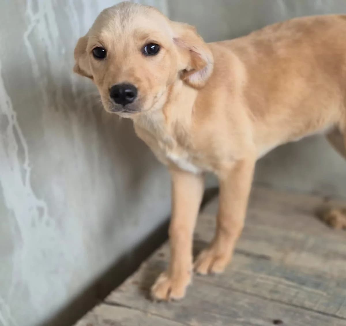 Grecale, female puppy Mixed Breed for adoption at Hundehilfe Mariechen, Stadtsteinach