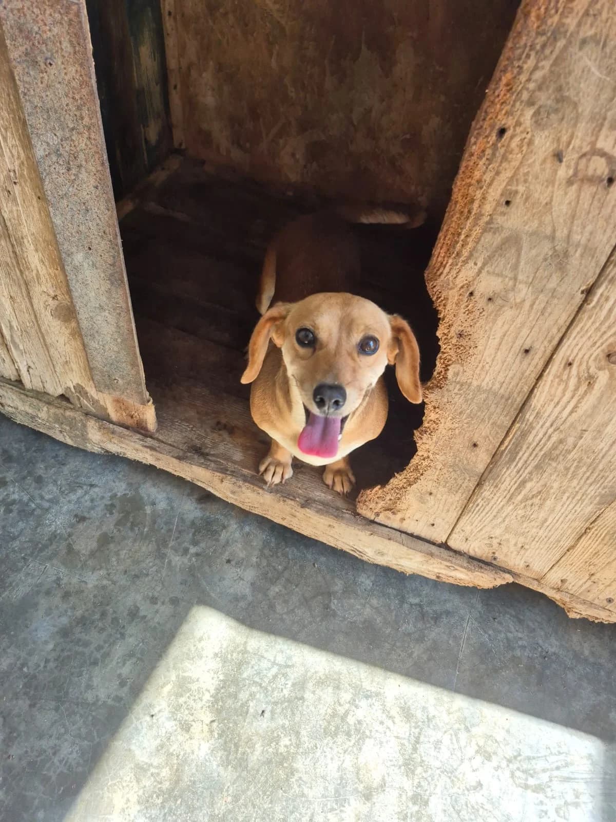 Hana, female 3yo Dachshund for adoption at Hundehilfe Mariechen, Stadtsteinach