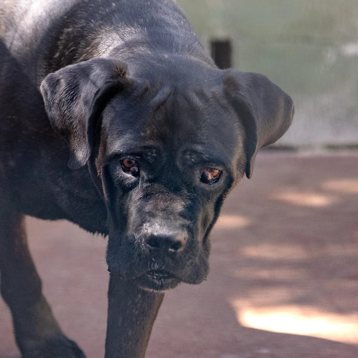 Harry, male Cane Corso for adoption at Hundehilfe Mariechen, Stadtsteinach