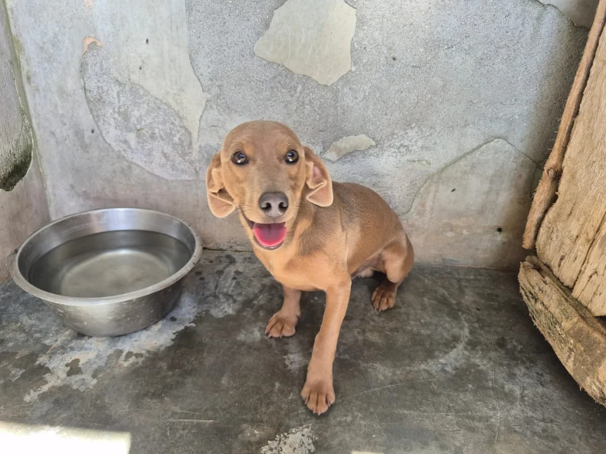 Haruto, male puppy Dachshund for adoption at Hundehilfe Mariechen, Stadtsteinach
