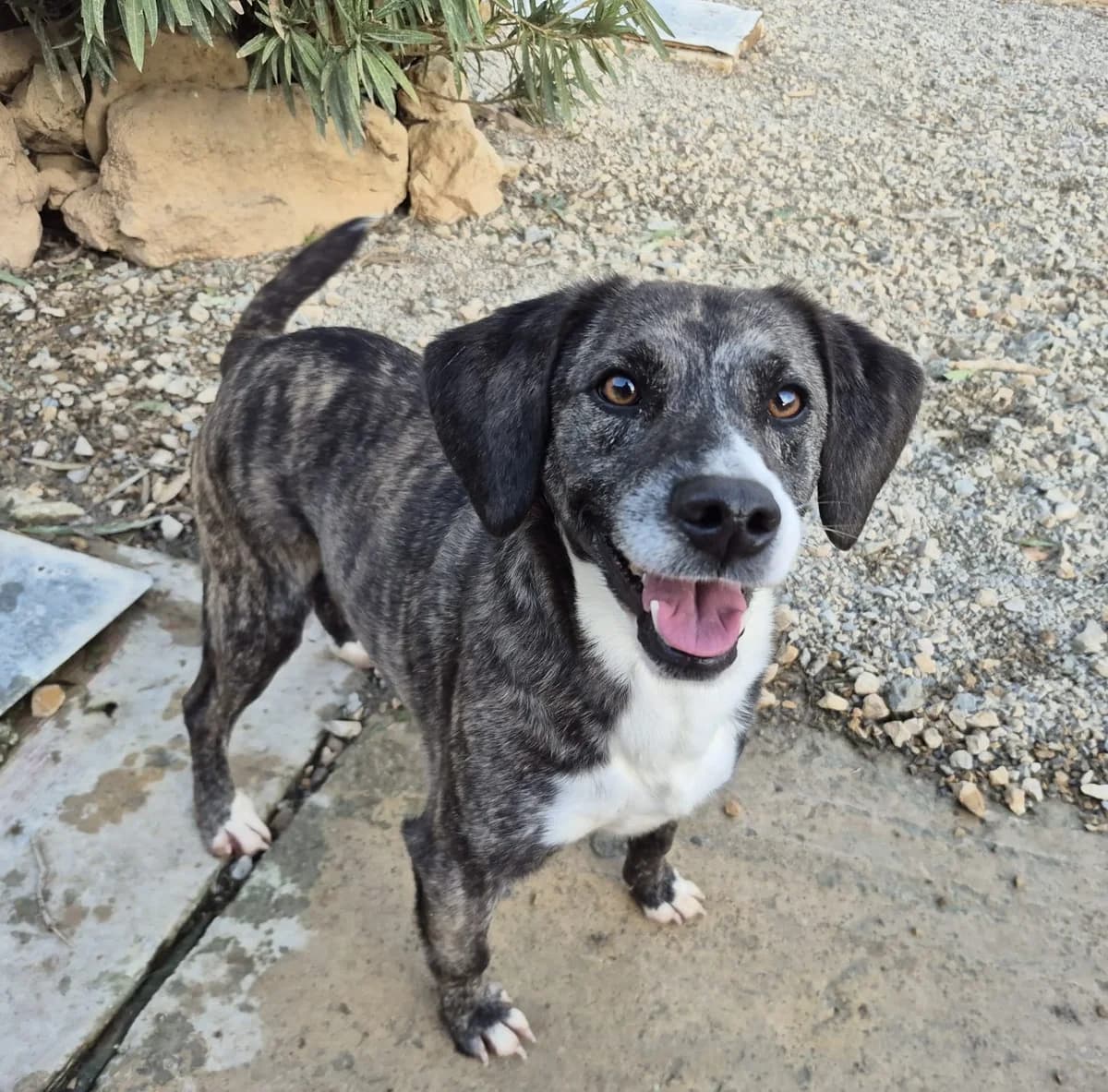 Help, female 5yo Mixed Breed for adoption at Hundehilfe Mariechen, Stadtsteinach