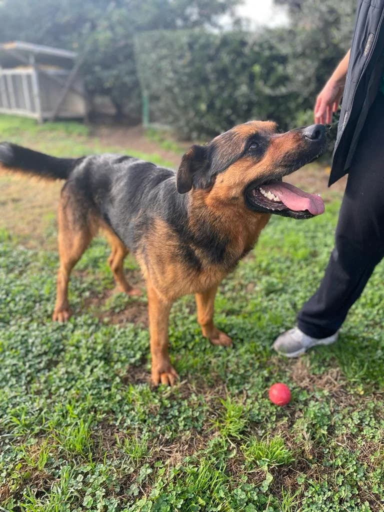 Herkules, male 7yo German Shepherd for adoption at Hundehilfe Mariechen, Stadtsteinach