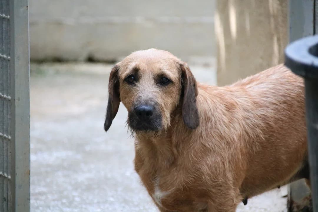 Hope, female 4yo Dachshund for adoption at Hundehilfe Mariechen, Stadtsteinach