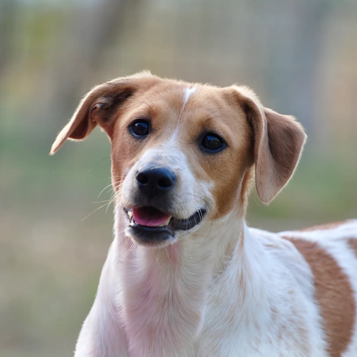 India, female young Mixed Breed for adoption at Hundehilfe Mariechen, Stadtsteinach