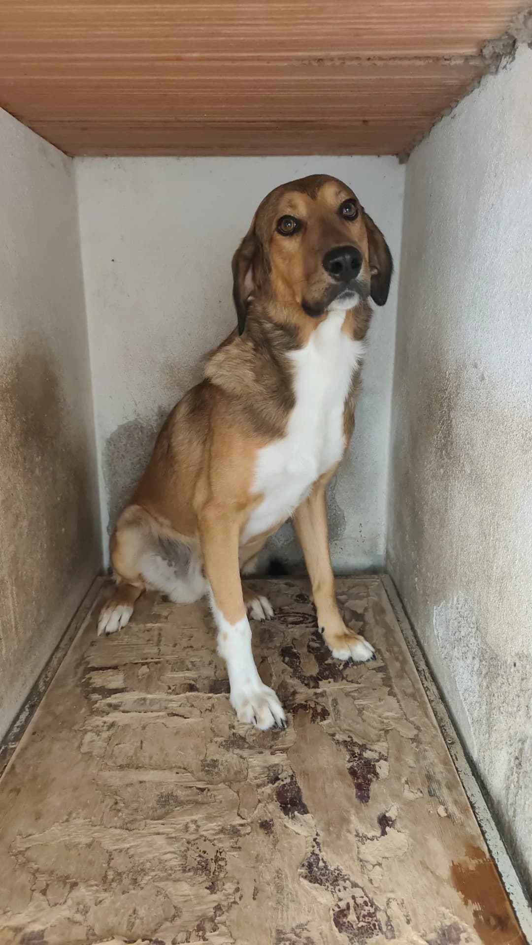 Irgas, female puppy Mixed Breed for adoption at Hundehilfe Mariechen, Stadtsteinach