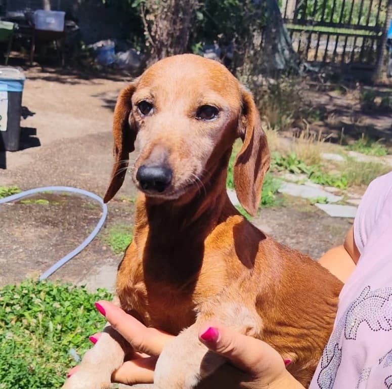 Isotta, female senior Dachshund for adoption at Hundehilfe Mariechen, Stadtsteinach