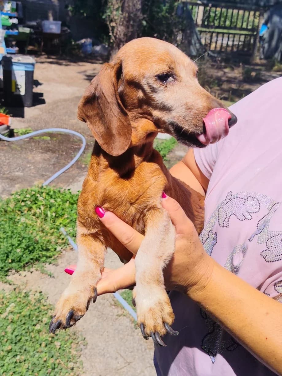 Isotta, female senior Dachshund for adoption at Hundehilfe Mariechen, Stadtsteinach