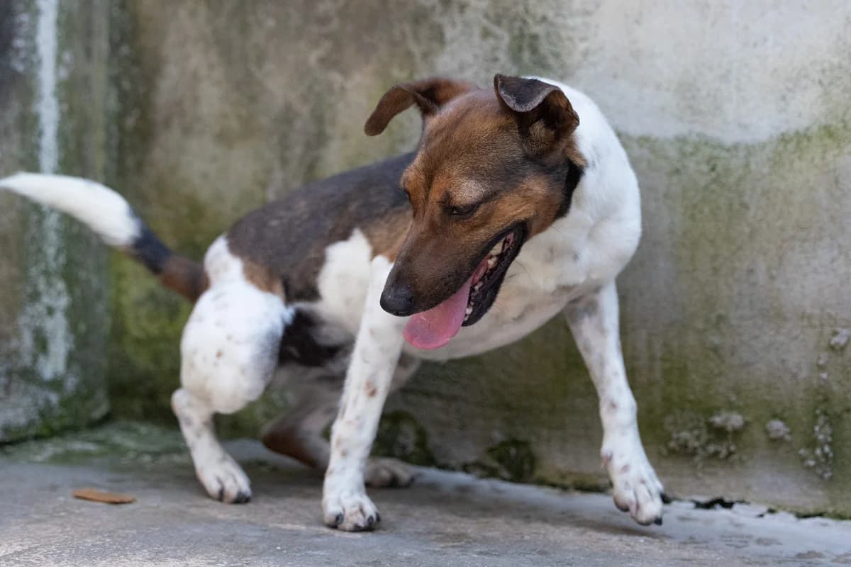 Jack, male young Jack Russell Terrier for adoption at Hundehilfe Mariechen, Stadtsteinach