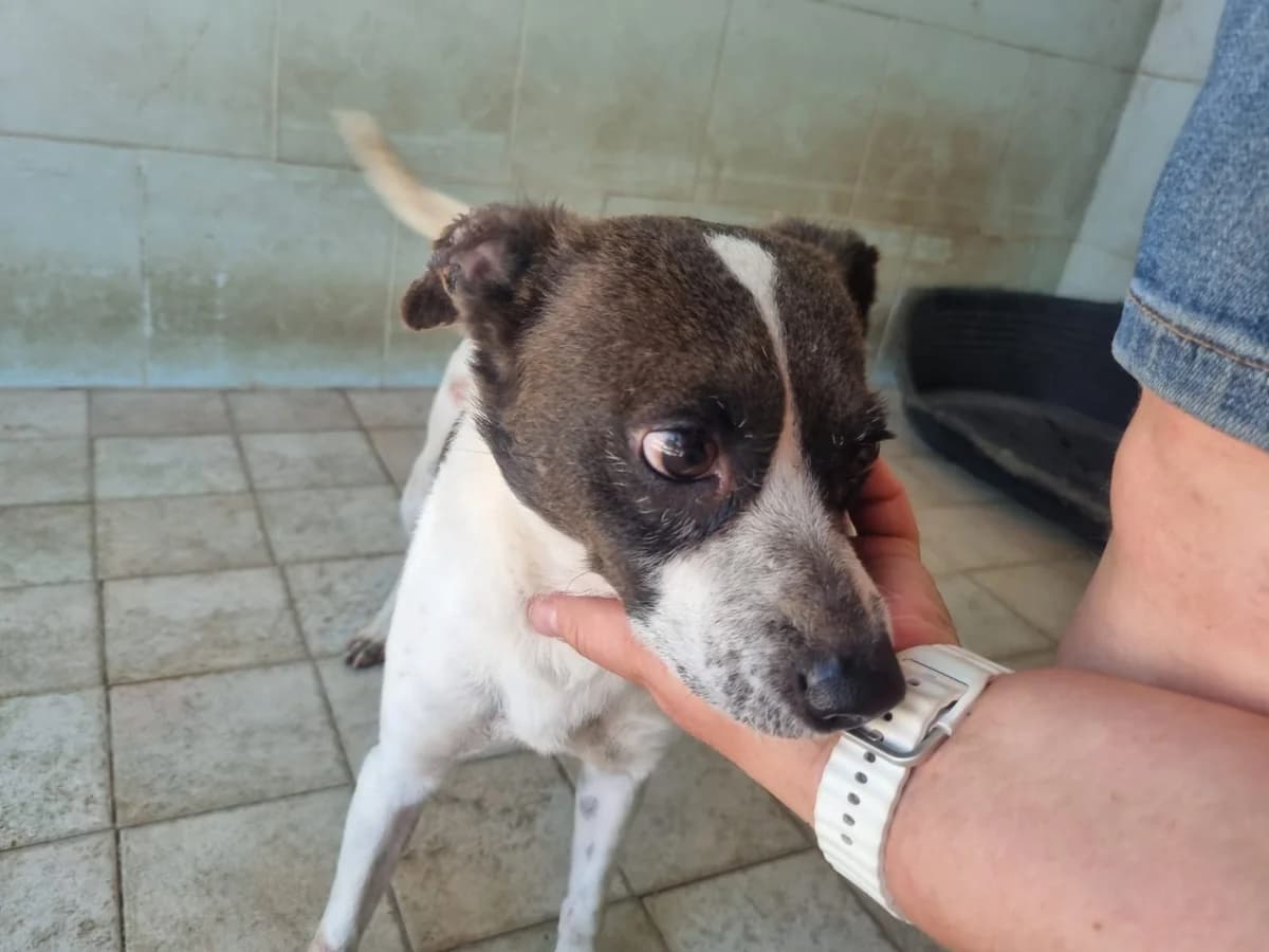 Jack, male 5yo Mixed Breed for adoption at Hundehilfe Mariechen, Stadtsteinach