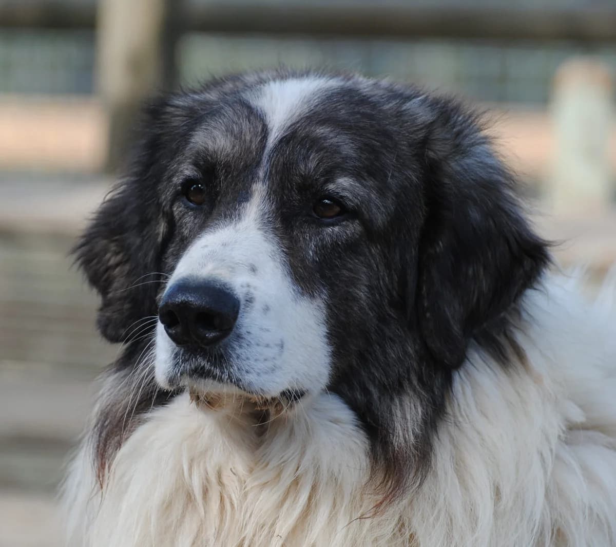 Jeo (Tristan), male 5yo Mixed Breed for adoption at Hundehilfe Mariechen, Stadtsteinach