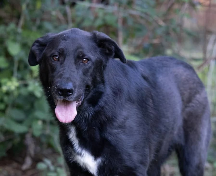 Jessy, female 3yo Mixed Breed for adoption at Hundehilfe Mariechen, Stadtsteinach