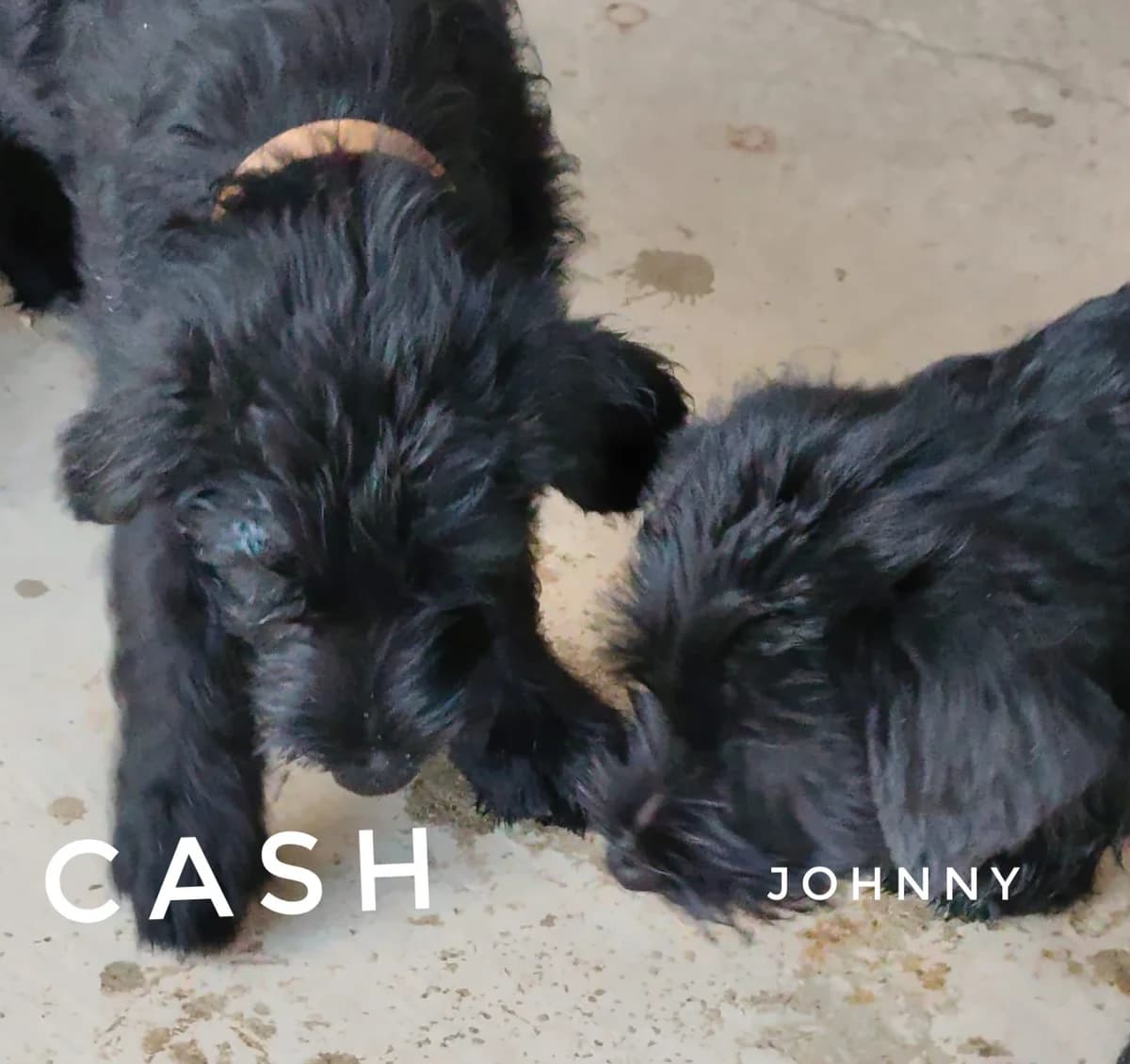 Johnny, male puppy Giant Schnauzer for adoption at Hundehilfe Mariechen, Stadtsteinach