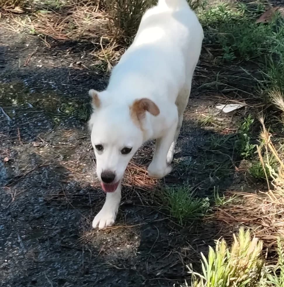 Jolanda, female young Mixed Breed for adoption at Hundehilfe Mariechen, Stadtsteinach