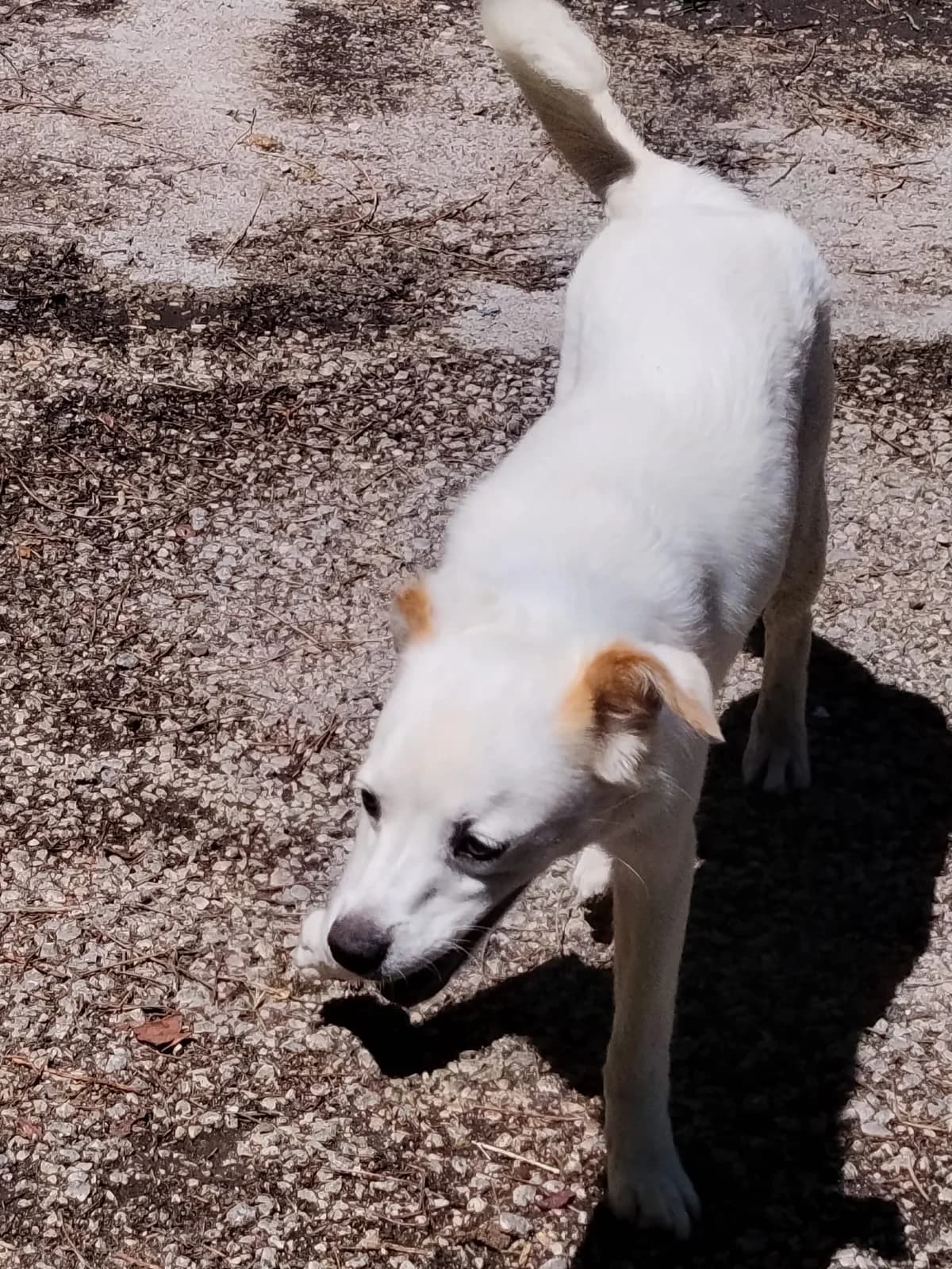Jolanda, female puppy Mixed Breed for adoption at Hundehilfe Mariechen, Stadtsteinach
