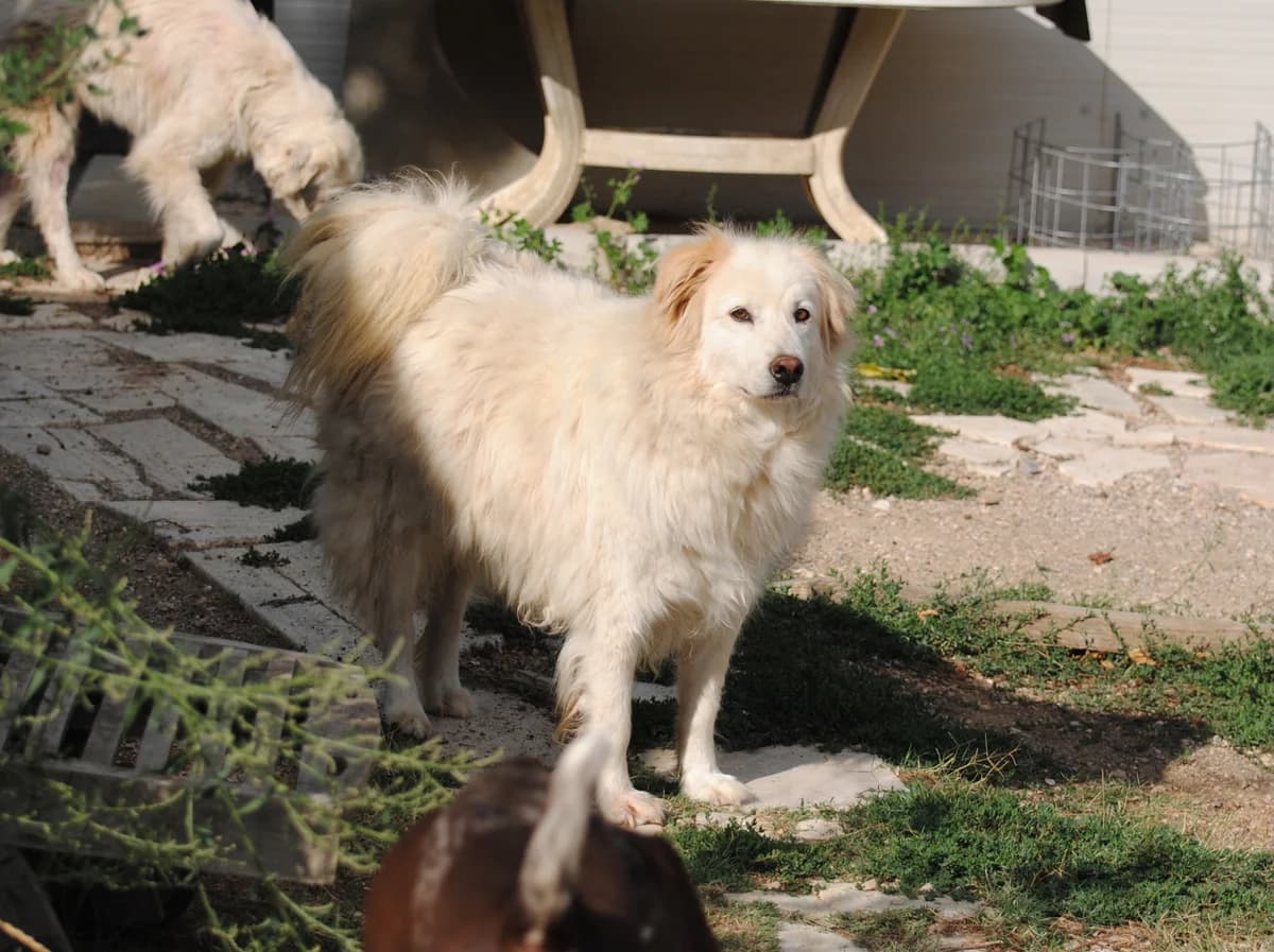 Jolly, male senior Mixed Breed for adoption at Hundehilfe Mariechen, Stadtsteinach