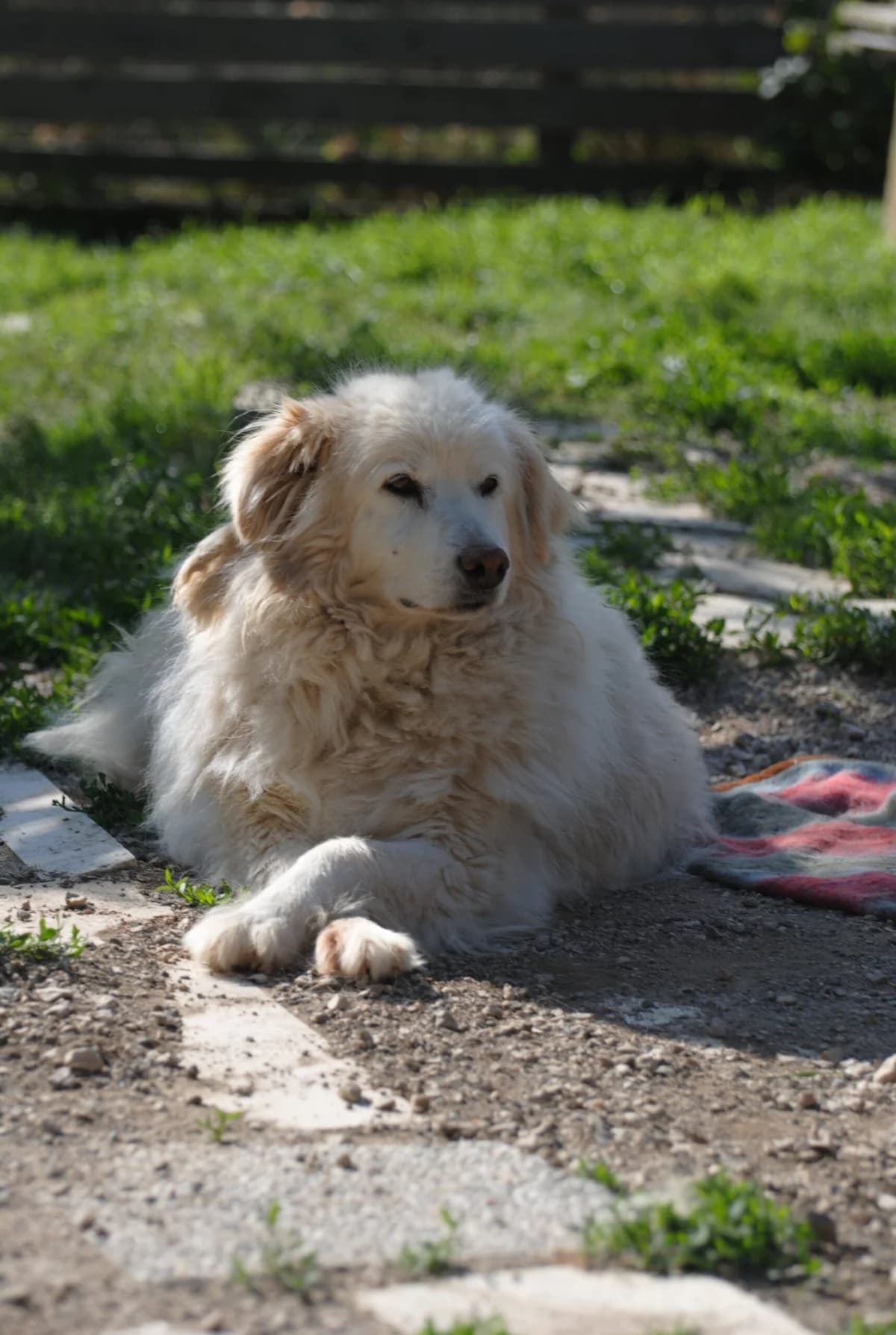 Jolly, male senior Mixed Breed for adoption at Hundehilfe Mariechen, Stadtsteinach