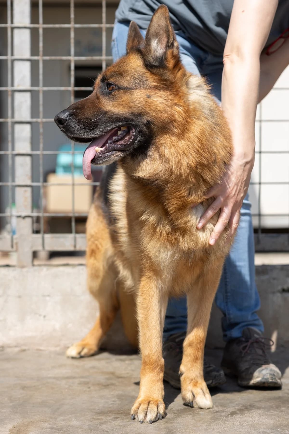 Jonny, male 5yo German Shepherd for adoption at Hundehilfe Mariechen, Stadtsteinach