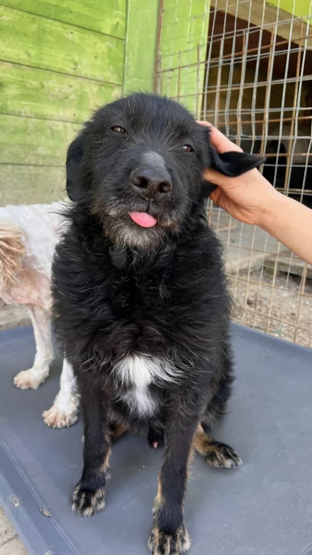 Joy, male senior Mixed Breed for adoption at Hundehilfe Mariechen, Stadtsteinach