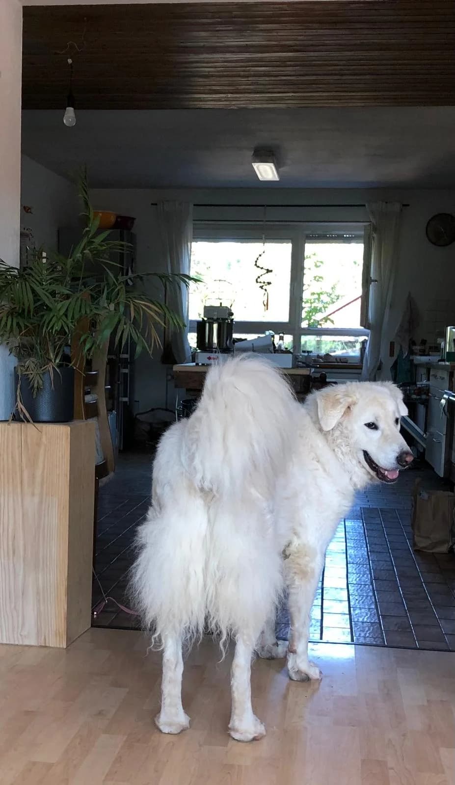 Strolchi (Justus), male 4yo Mixed Breed for adoption at Hundehilfe Mariechen, Stadtsteinach