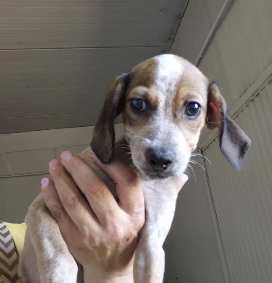 Kalle, male puppy Mixed Breed for adoption at Hundehilfe Mariechen, Stadtsteinach