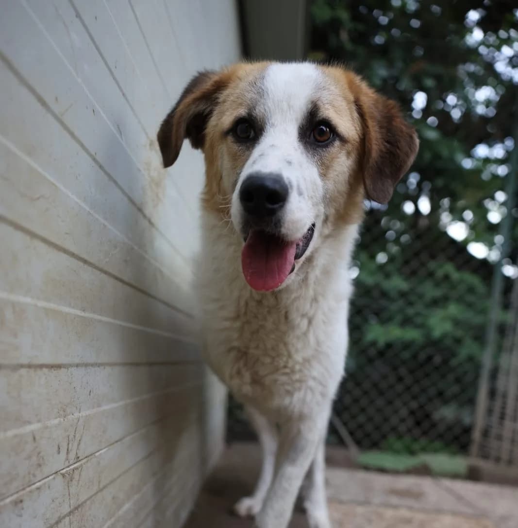 Kelly, female young Mixed Breed for adoption at Hundehilfe Mariechen, Stadtsteinach