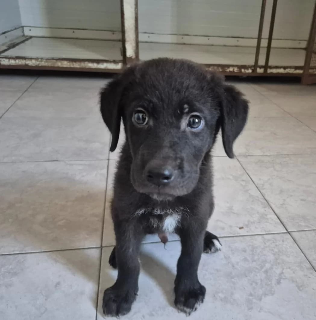 Kuba, male puppy Mixed Breed for adoption at Hundehilfe Mariechen, Stadtsteinach
