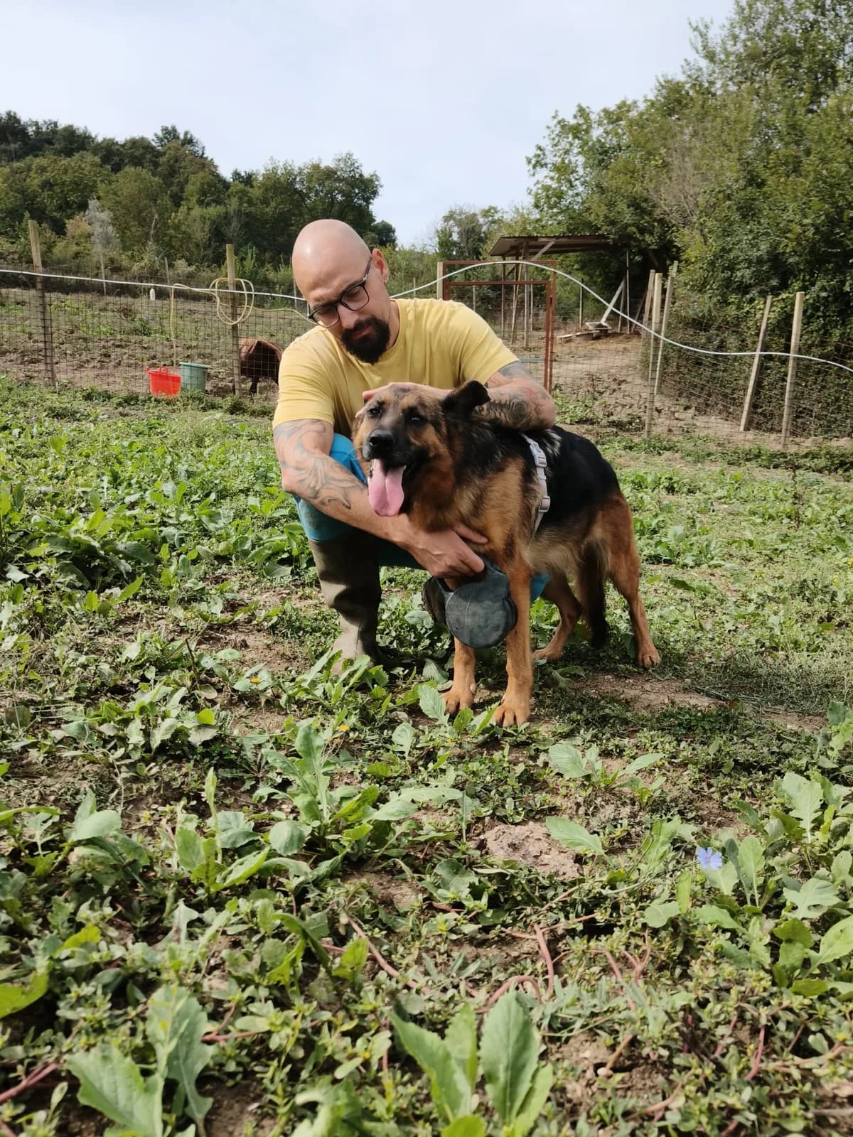 Lady, female 5yo German Shepherd for adoption at Hundehilfe Mariechen, Stadtsteinach