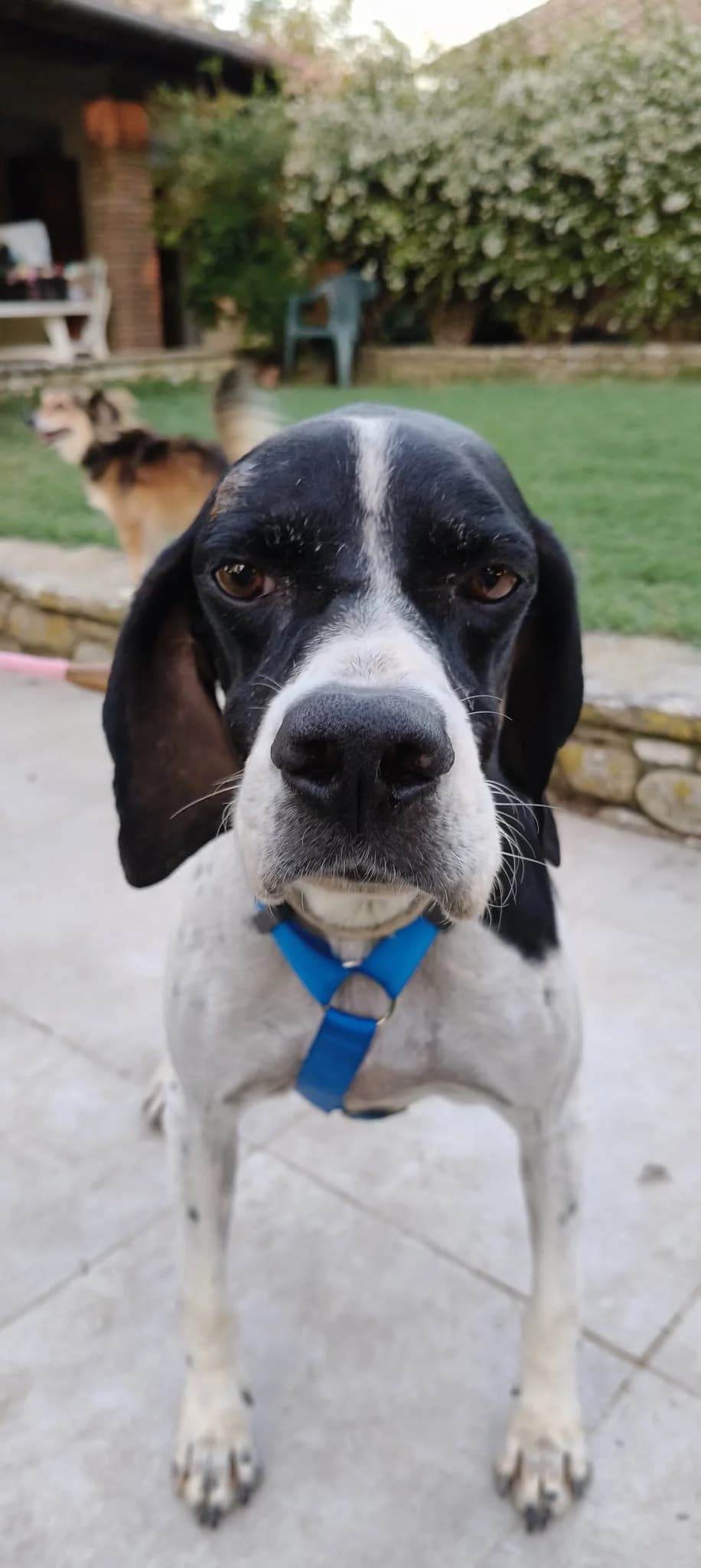 Lara, female senior Pointer for adoption at Hundehilfe Mariechen, Stadtsteinach