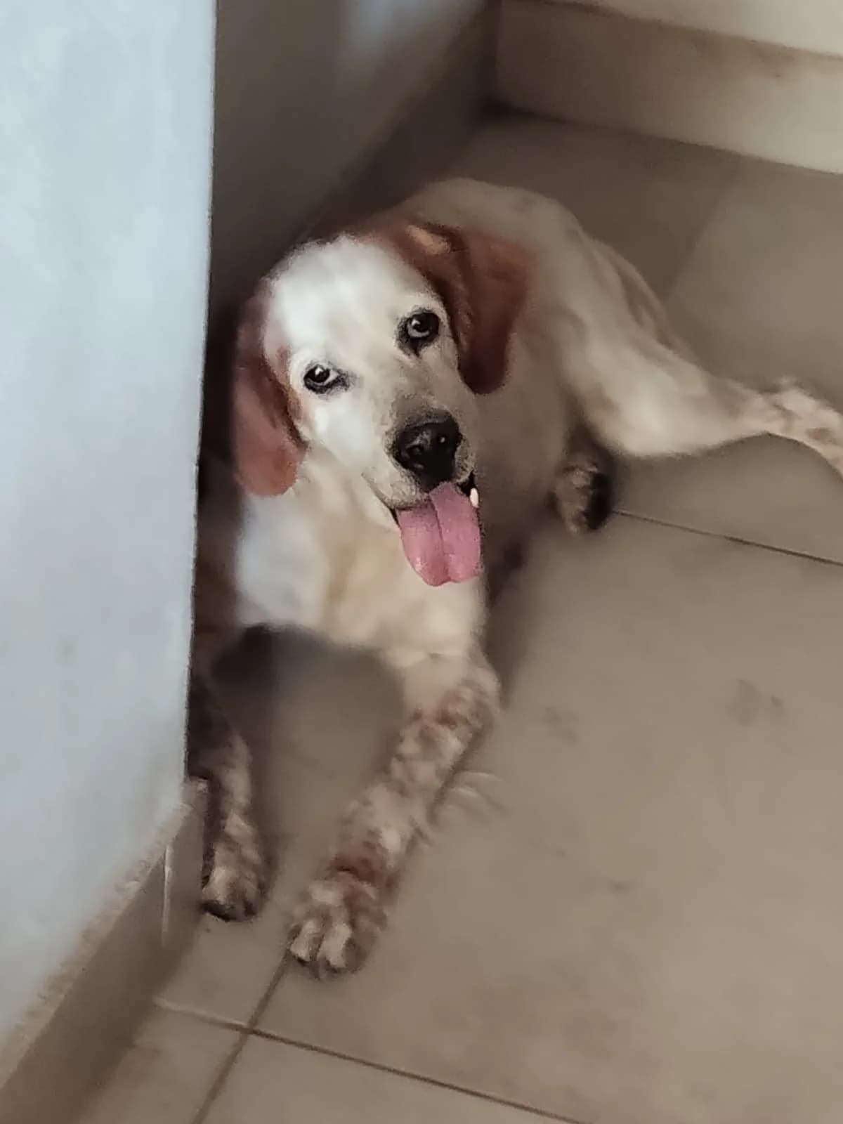 Lavinia, female English Setter for adoption at Hundehilfe Mariechen, Stadtsteinach