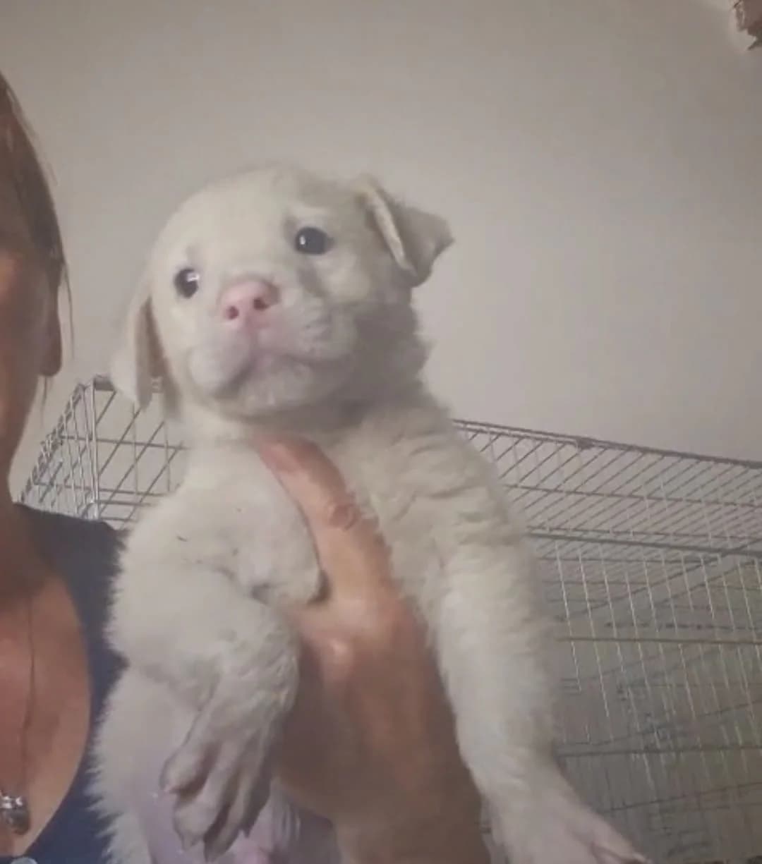 Lazzaretto, male puppy Mixed Breed for adoption at Hundehilfe Mariechen, Stadtsteinach
