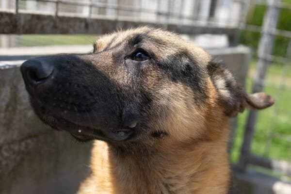 Leo, male young German Shepherd for adoption at Hundehilfe Mariechen, Stadtsteinach