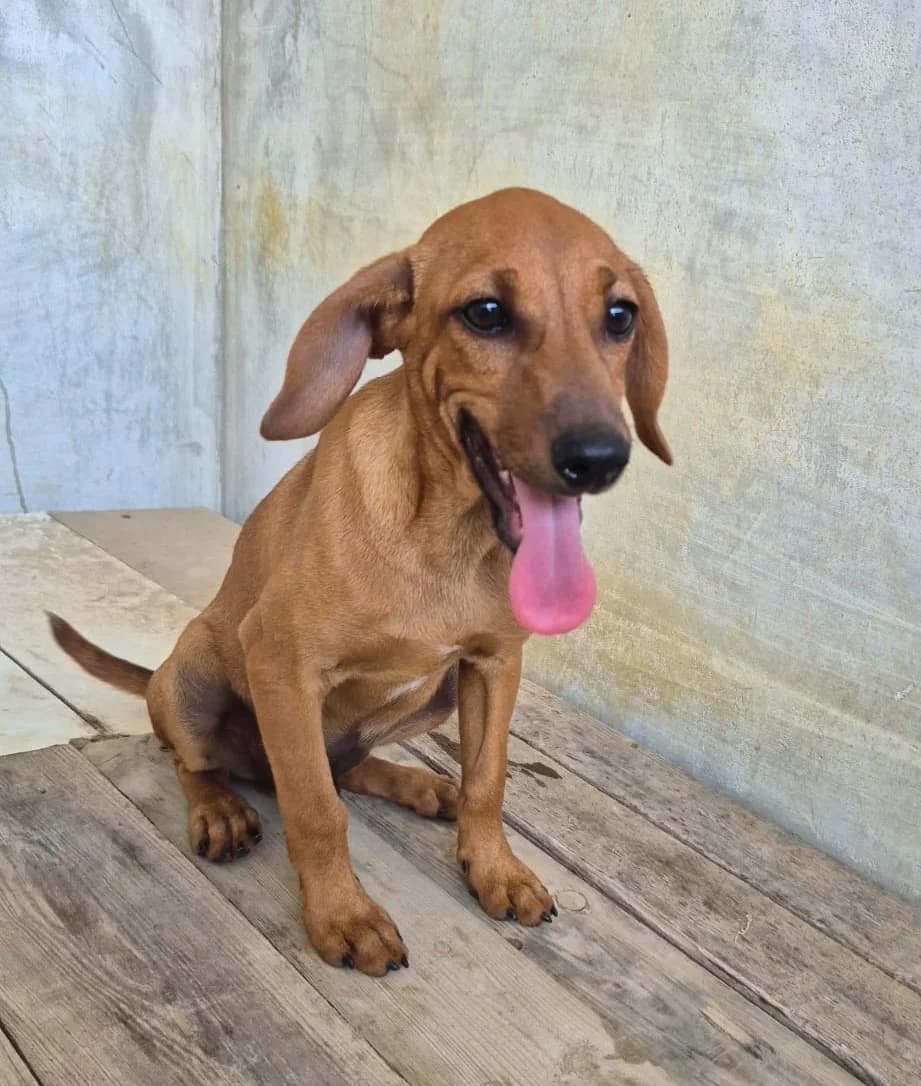 Levante, male puppy Mixed Breed for adoption at Hundehilfe Mariechen, Stadtsteinach