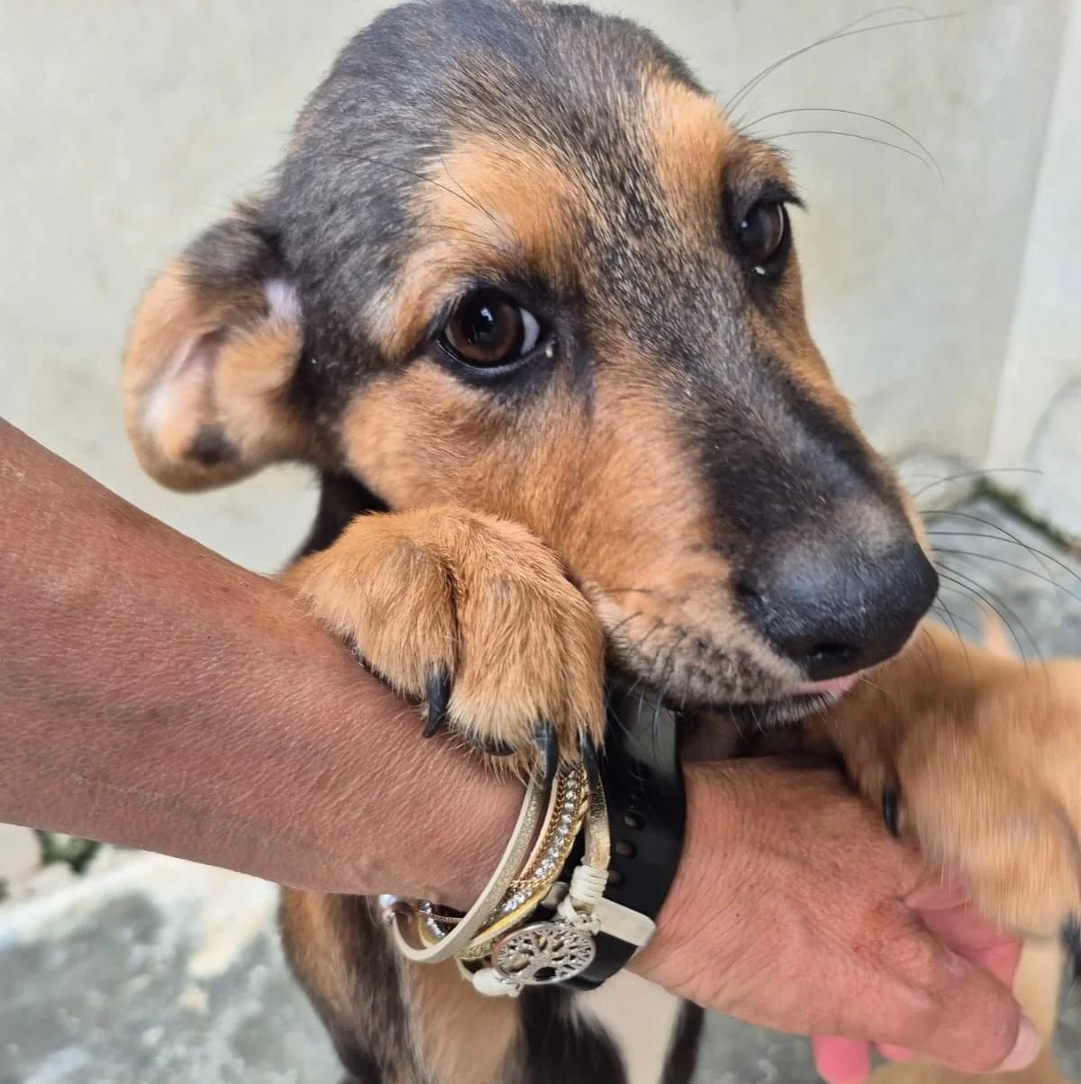 Libeccio, male puppy Mixed Breed for adoption at Hundehilfe Mariechen, Stadtsteinach