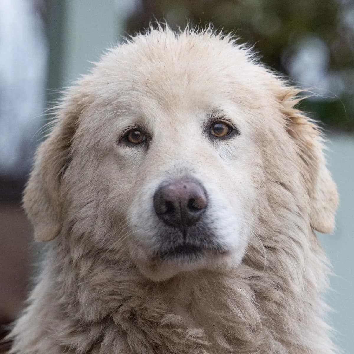 Lilla, female 7yo Mixed Breed for adoption at Hundehilfe Mariechen, Stadtsteinach