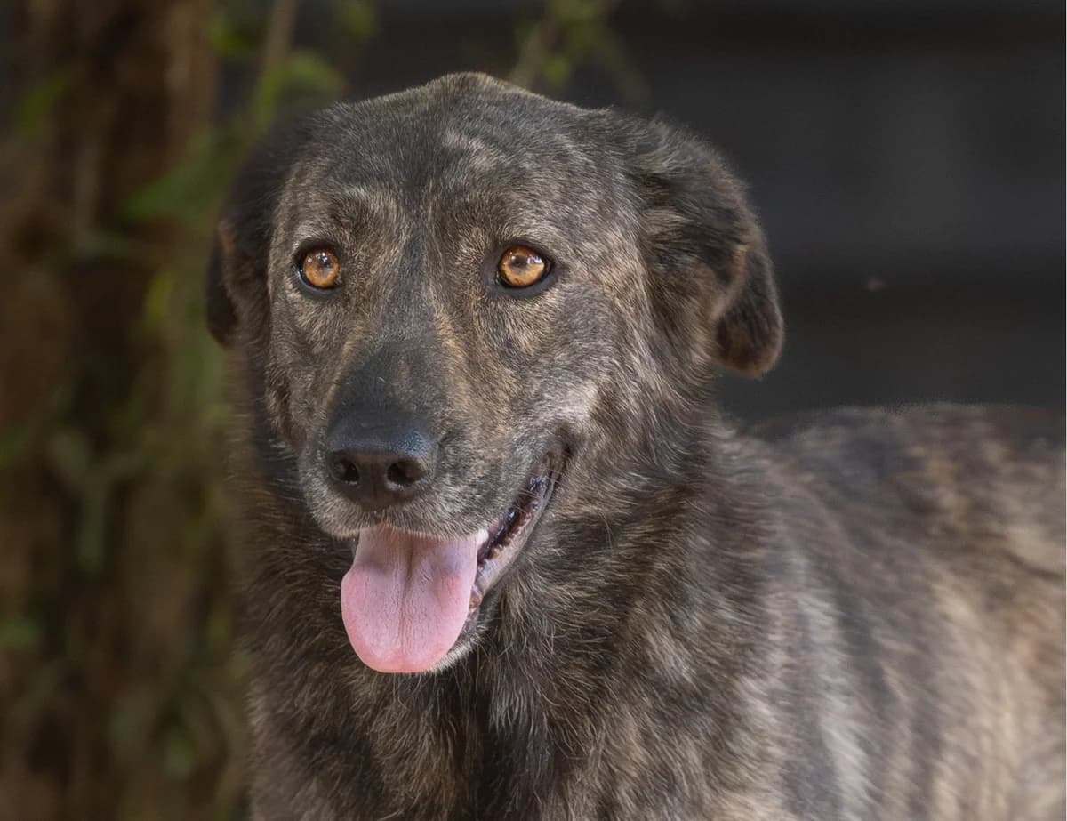 Lina, female young Mixed Breed for adoption at Hundehilfe Mariechen, Stadtsteinach