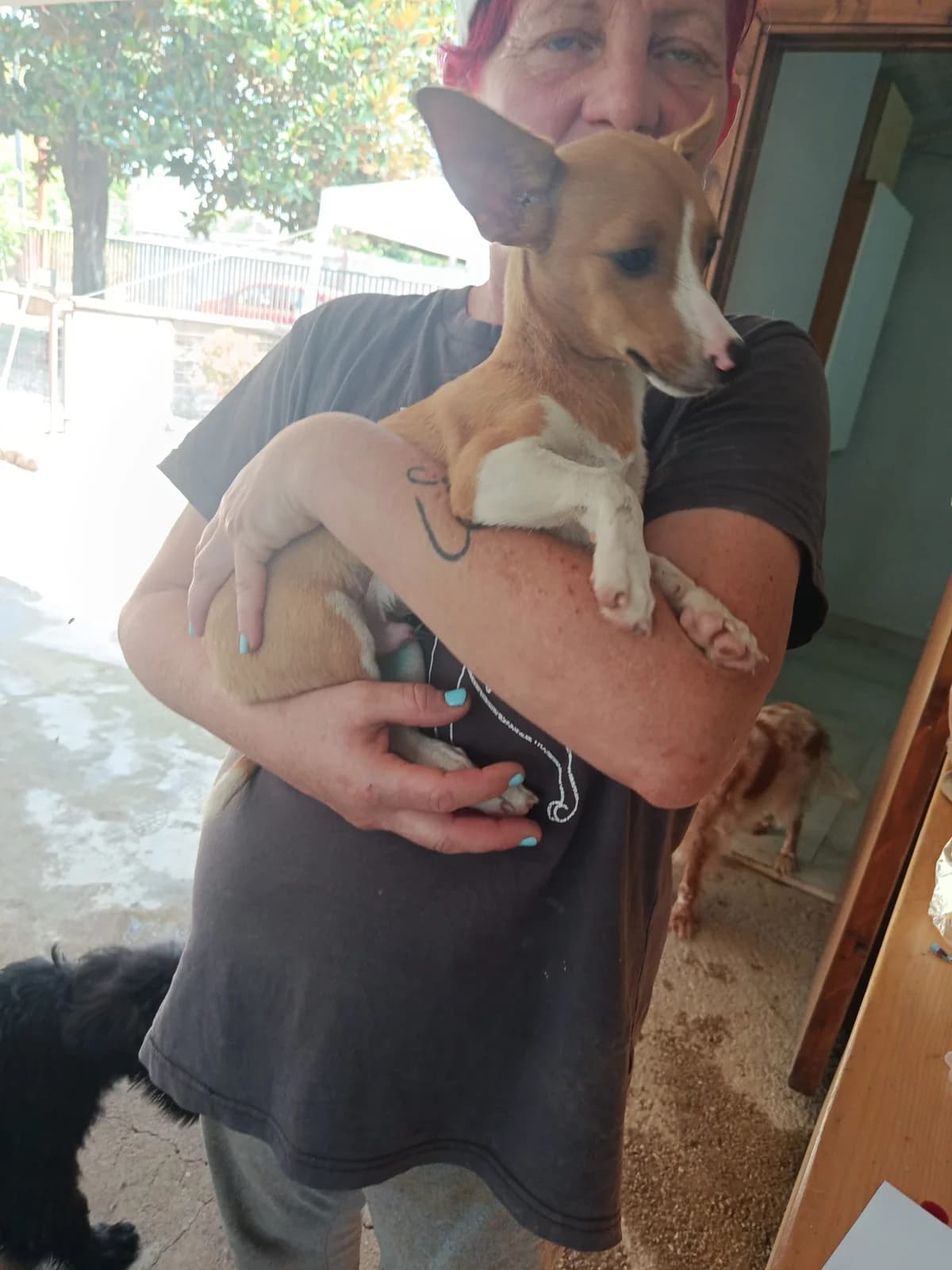 Lino, male puppy Mixed Breed for adoption at Hundehilfe Mariechen, Stadtsteinach