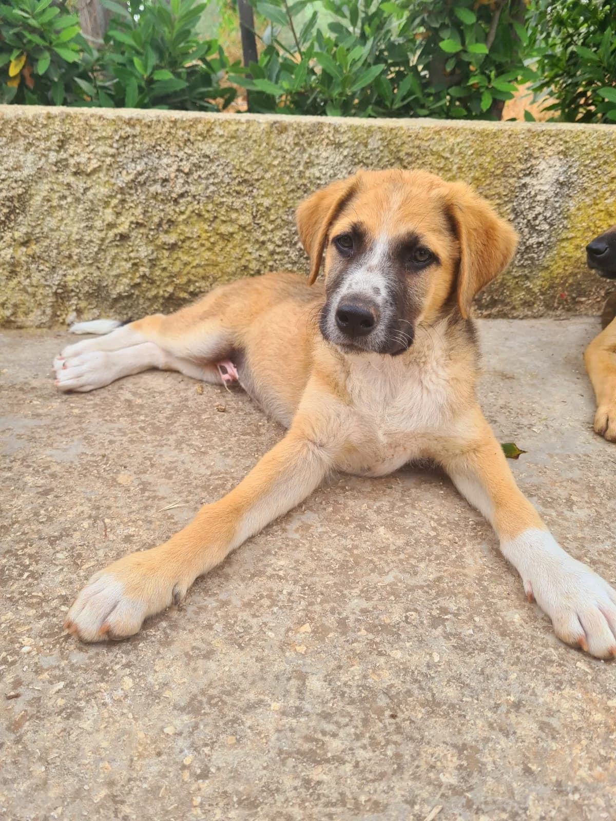 Lipari, male puppy Mixed Breed for adoption at Hundehilfe Mariechen, Stadtsteinach